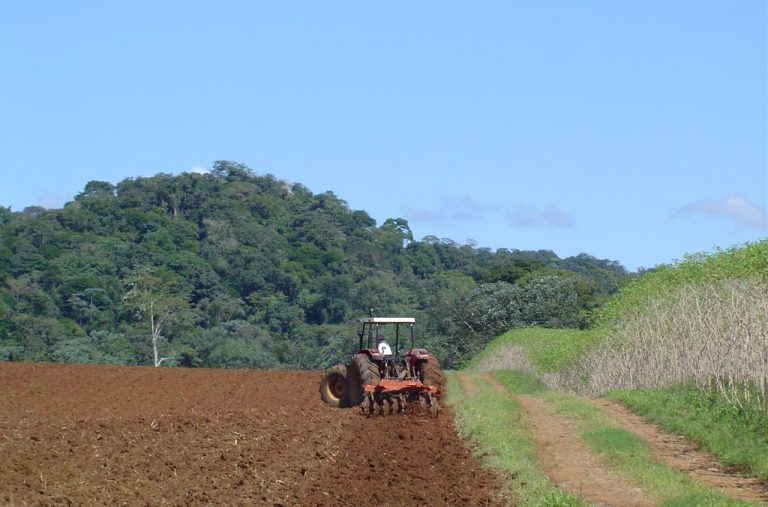 Preparando el terreno para sembrar una plantación de yuca.