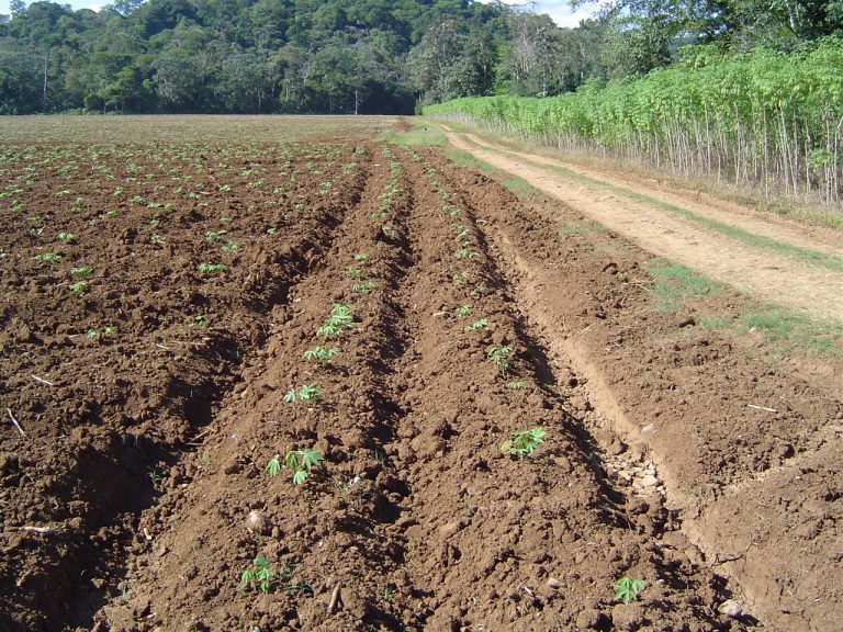 Plantas de yuca con un mes sembradas.