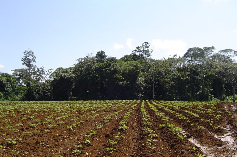 Así se ven las plantas a los tres meses.