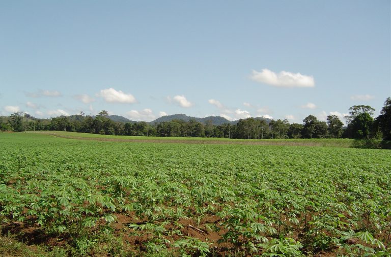 Cinco meses después, este es el tamaño que tienen las plantas de yuca.