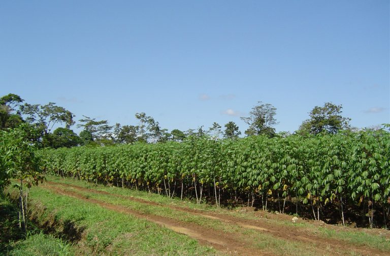 Cosecha de yuca lista para ser extraída.